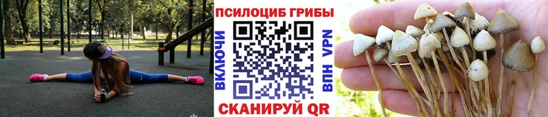Купить Апатиты Галлюциногенные грибы Psilocybine cubensis